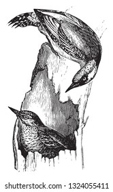 Woodpecker, vintage engraved illustration. Zoology Elements from Paul Gervais
