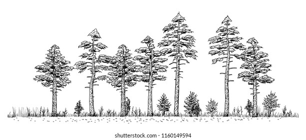 Woods drawing - vintage like illustration of pine forest. Trees silhouettes in line on white background.