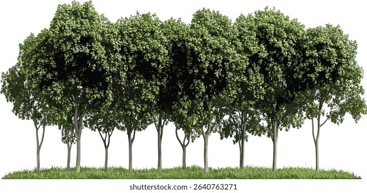 woods landscape, green trees, front view, isolate trees, transparent background, nature, outdoor, forest, landscape view, fresh greenery, natural beauty, scenery