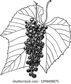 Woody vines has simple often lobed leaves and its fruit is a smooth-skinned juicy light green or deep red to purplish black berry, eaten dried or fresh, vintage line drawing or engraving illustration.