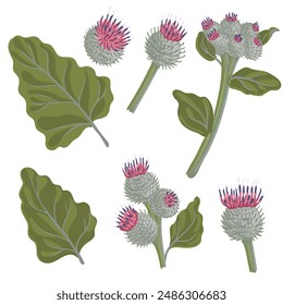 woolly burdock, field flower, vector drawing wild plants at white background,Arctium tomentosum ,floral element, hand drawn botanical illustration