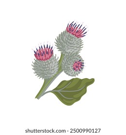 Bardana lanosa, flor de campo, Vector dibujando plantas silvestres en el fondo blanco, Arctium tomentosum, elemento floral, ilustración botánica dibujada a mano