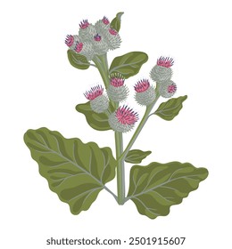 Bardana lanosa, flor de campo, Vector dibujando plantas silvestres en el fondo blanco, Arctium tomentosum, elemento floral, ilustración botánica dibujada a mano