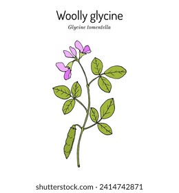 Woolly glycine (Glycine tomentella), medicinal plant. Hand drawn botanical vector illustration