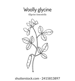 Woolly, or Hairy Glycine (glycine tomentella), medicinal plant. Hand drawn botanical vector illustration