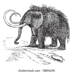 Woolly mammoth or Mammuthus primigenius or Tundra mammoth or Elephas primigenius, vintage engraving. Old engraved illustration of Woolly mammoth. Trousset encyclopedia (1886 - 1891).