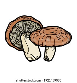 Woolly milkcap mushroom, Set of Woolly milkcap mushroom on white background. Woolly milkcap mushroom vector illustration.