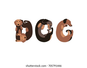 Word "dog" of dachshund dogs. Vector flat illustration