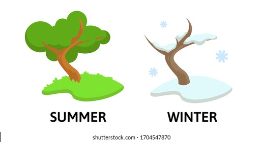 Words winter and summer opposites flashcard with cartoon tree in two seasons. Opposite nouns explanation card. Flat vector illustration, isolated on white background.