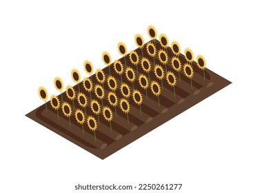 Work in field isometric. Sunflower field, horticulture and agriculture. Poster or banner for website. Template, layout and mock up. Nature and farming concept. Cartoon 3D vector illustration