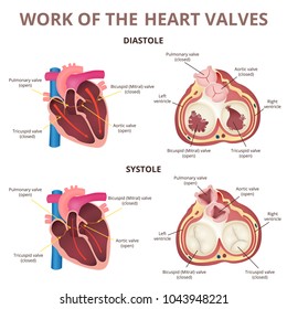 The work of heart valves, anatomy of the human heart, diastole and systole, valves of the artery