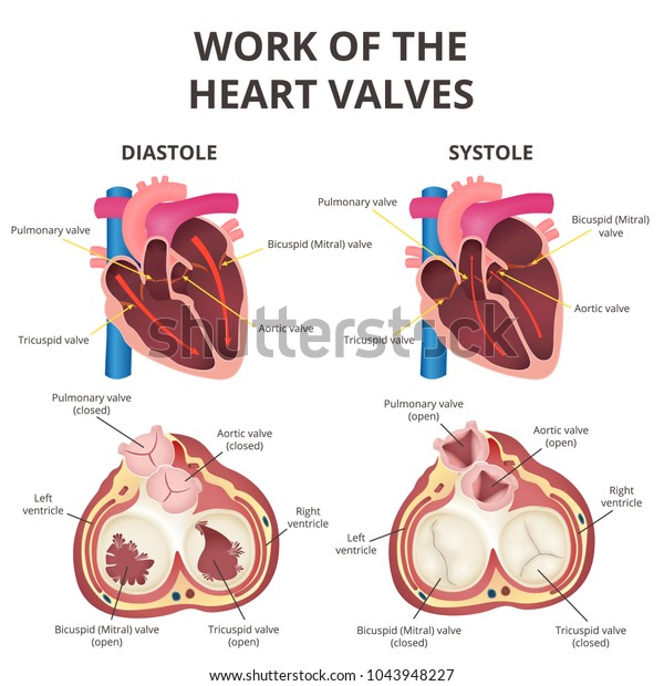 The work of heart valves,\
anatomy of the human heart, diastole and systole, valves of the\
artery