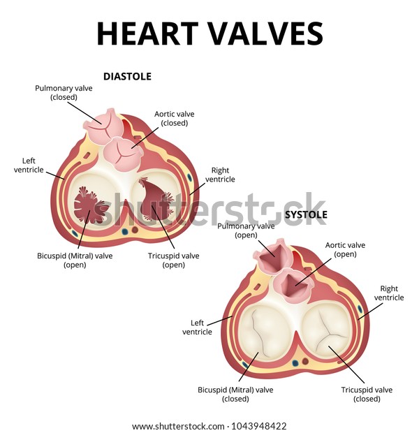 The work of heart valves, anatomy\
of the human heart, the heart in a section view from\
above