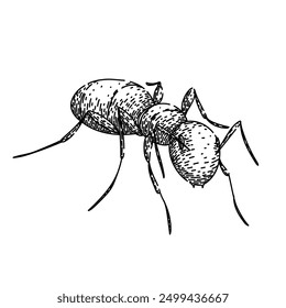 worker ant hand drawn. soldier nest, foraging insect, antennae mandibles worker ant vector sketch. isolated black illustration