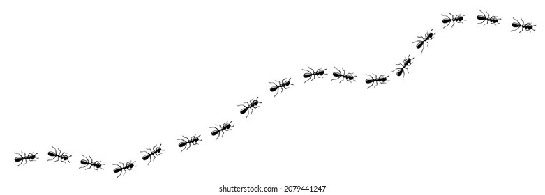 Worker ants trail curve. Ant path isolated in white background. Vector illustration