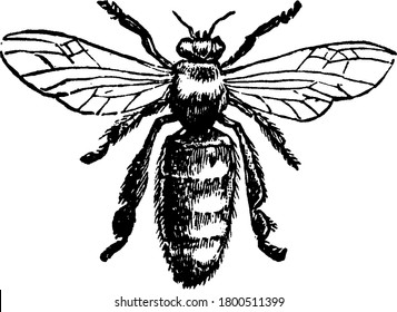 A worker bee is any female (eusocial) bee that does not have the full reproductive capacity of the colony's queen bee; gather pollen into the pollen baskets on their back legs, to carry back