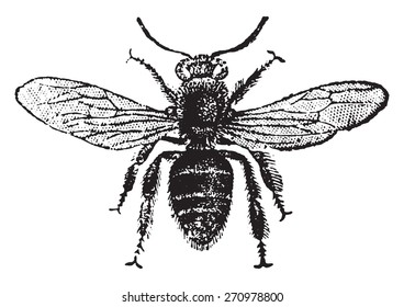 Insects Vintage Images Stock Photos Vectors Shutterstock - 