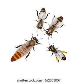 Worker bees and queen bee. Vector illustration