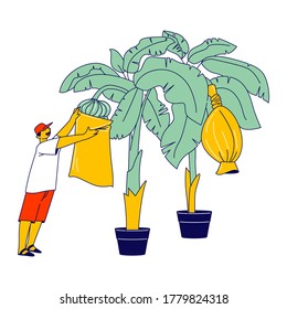 Worker Collecting Seasonal Banana or Crop Harvest on Tropical Country Plantation. Labour Character Working Hard Growing, Care and Harvesting Fruits for Distribution Abroad. Linear Vector Illustration