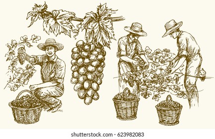 Worker cutting grapes from vines. Hand drawn illustration.