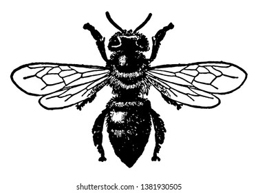 Worker Honey Bee are a subset of bees, vintage line drawing or engraving illustration.