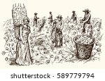 Workers picking cotton. Hand drawn illustration.
