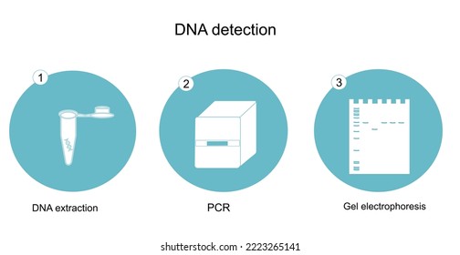 El flujo de trabajo de detección de ADN con técnica PCR y observación con electroforesis de gel: extracción de ADN, PCR y electroforesis) que se muestra en el concepto de icono de azul y blanco