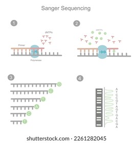 The workflow of Sanger sequencing in the first generation for investigating the DNA sequence of target sample that represent in four simple steps.