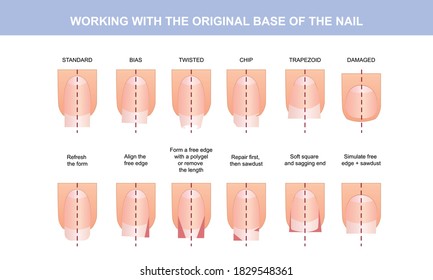 Working with the basic structure of the nail, guide to working with the base. Vector