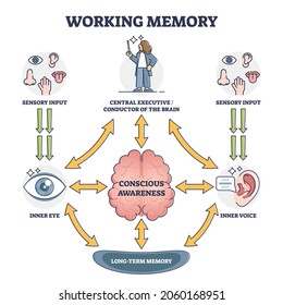 Working memory and conscious awareness, outline diagram vector illustration. Sensory input stage followed by processes of the brain and storing information in long term memory. Cognitive science study