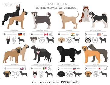 Working, service and watching dogs collection isolated on white. Flat style. Different color and country of origin. Vector illustration