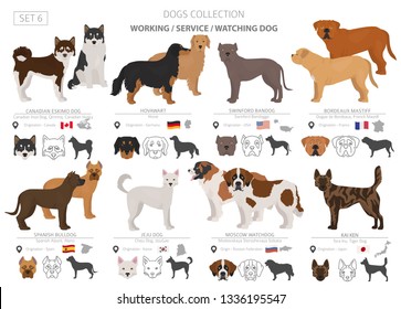 Working, service and watching dogs collection isolated on white. Flat style. Different color and country of origin. Vector illustration