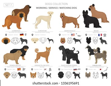 Working, service and watching dogs collection isolated on white. Flat style. Different color and country of origin. Vector illustration