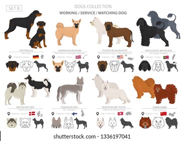 Working, service and watching dogs collection isolated on white. Flat style. Different color and country of origin. Vector illustration