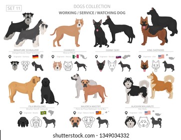 Working, service and watching dogs collection isolated on white. Flat style. Different color and country of origin. Vector illustration