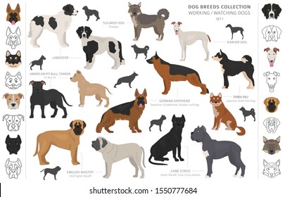 Working, service and watching dogs collection isolated on white. Flat style. Different color and country of origin. Vector illustration