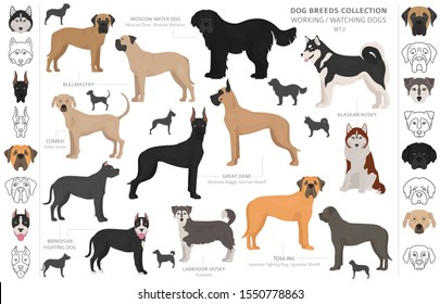 Working, service and watching dogs collection isolated on white. Flat style. Different color and country of origin. Vector illustration