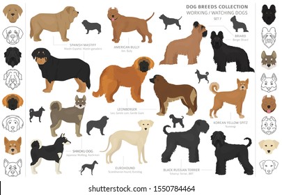 Working, service and watching dogs collection isolated on white. Flat style. Different color and country of origin. Vector illustration