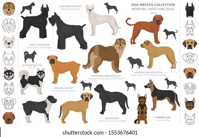 Working, service and watching dogs collection isolated on white. Flat style. Different color and country of origin. Vector illustration