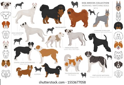 Working, service and watching dogs collection isolated on white. Flat style. Different color and country of origin. Vector illustration