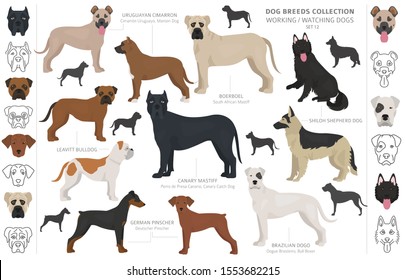 Working, service and watching dogs collection isolated on white. Flat style. Different color and country of origin. Vector illustration