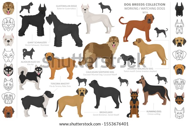 12 Terceira Mastiff Images, Stock Photos & Vectors | Shutterstock