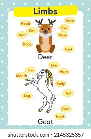 Worksheet on animals and their limbs