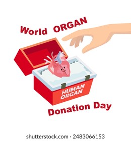 In: World Organ Donation Day. In: Organ Transplantation Box. Transportieren Sie Kühltasche für Spenderorgane. Menschliche Hände, die ein Spenderherz in eine gekühlte medizinische Box legen