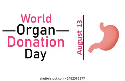 World Organ Donor Day. Vector graphics on a white background. Stomach on a white background, August 13