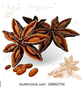 Especias del mundo. Anís de estrella. Vector.