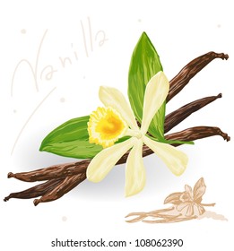 World Spices. Vanilla Pods And Flower. Vector.