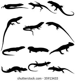 The world's largest collection of a variety of lizards