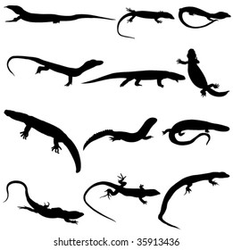 The world's largest collection of a variety of lizards