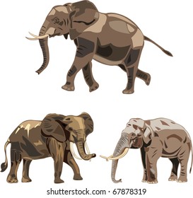 The world's three kinds of elephants:  the African savannah elephant , the African forest elephant and Asian elephant